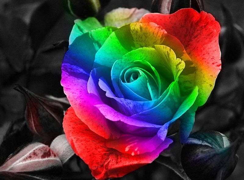 Colors, red, green, rose, flower, yellow, pink, blue, HD wallpaper | Peakpx