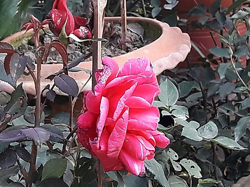 Rose-11, red, rose, green, pink, HD wallpaper