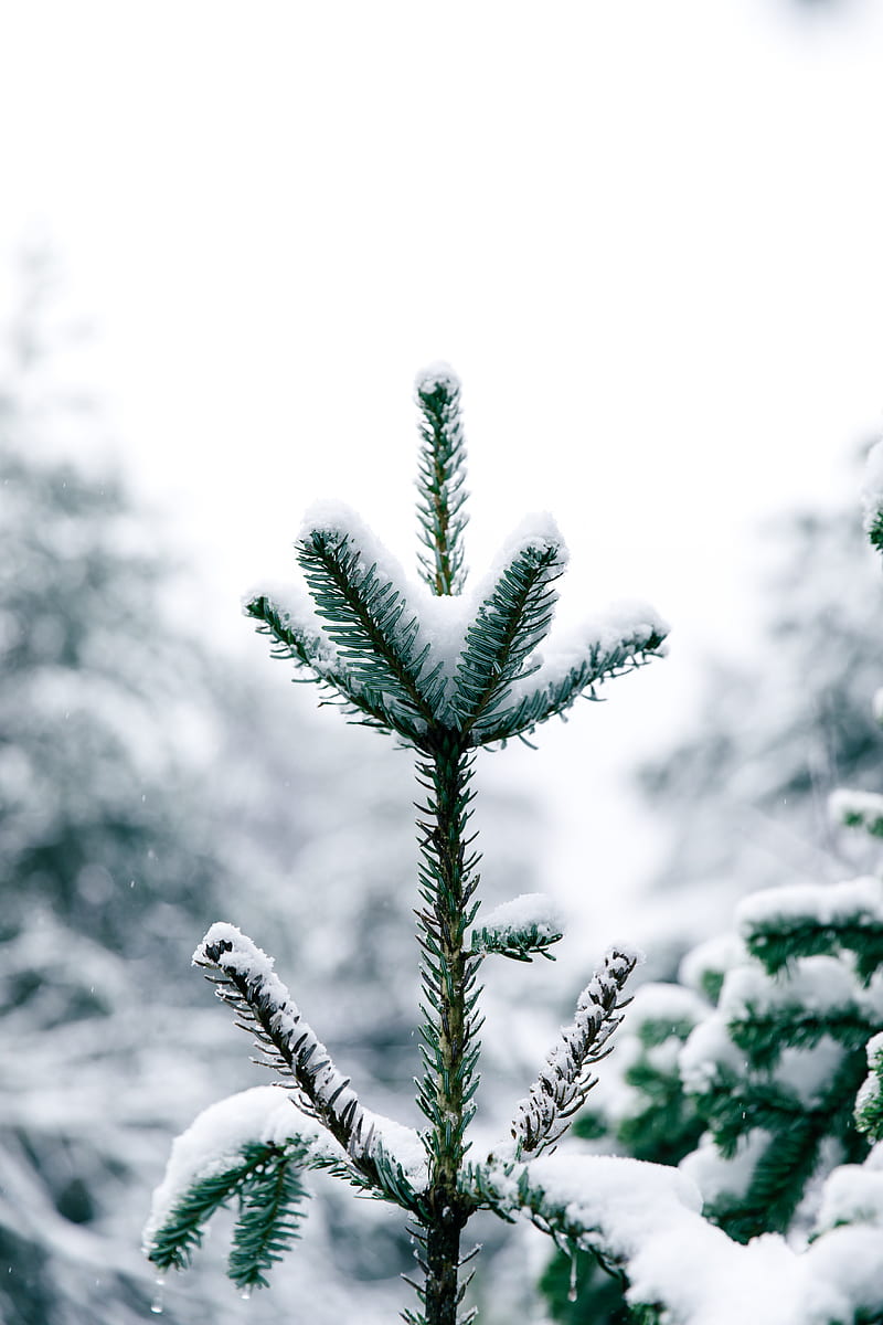 pine, snow, tree, conifer, winter, HD phone wallpaper