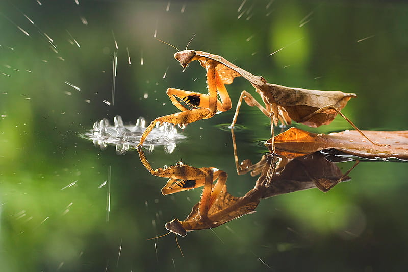 Insects, Praying Mantis, Dead leaf mantis, Reflection, Water, HD wallpaper