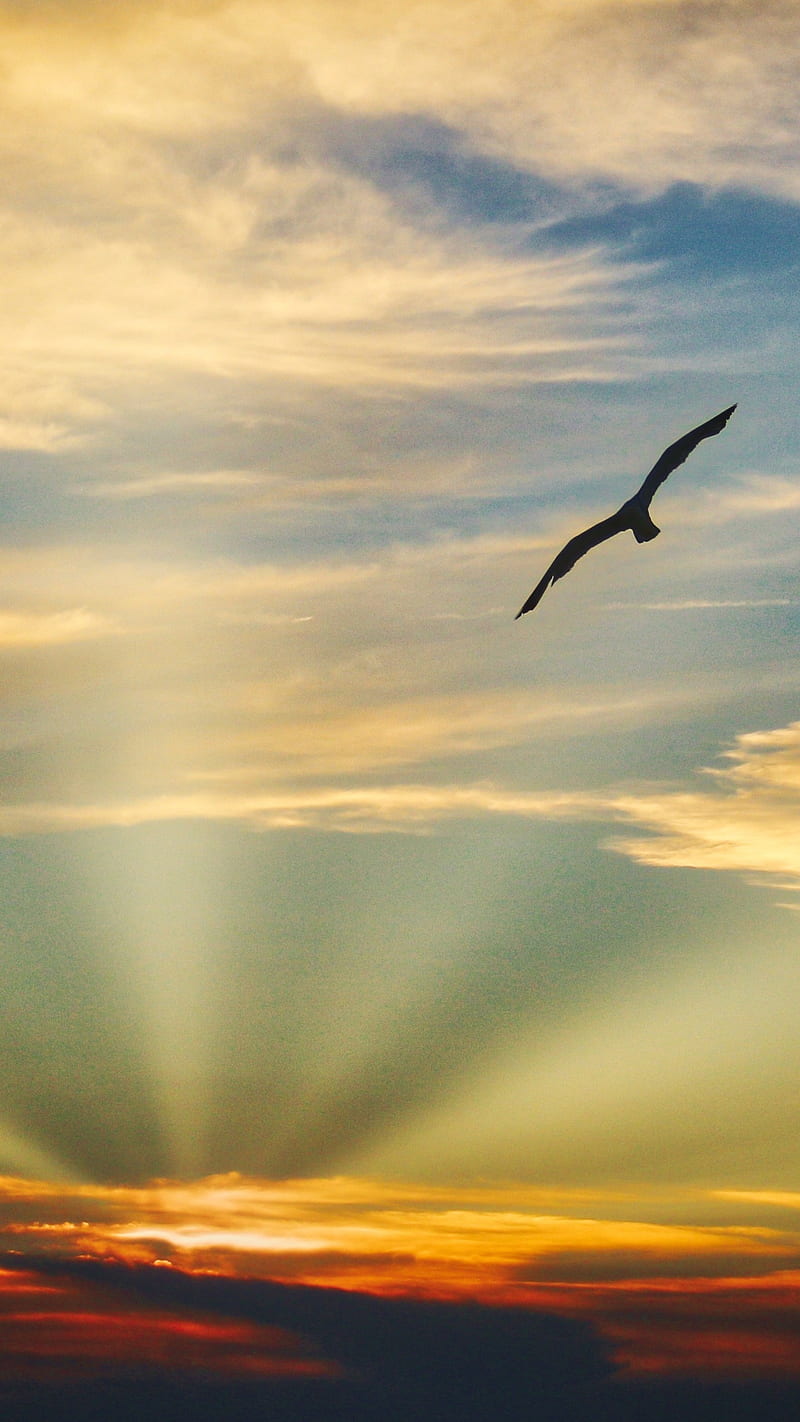 Bird flying , bird flying, sunset, evening view, clouds, beautiful sky, HD phone wallpaper