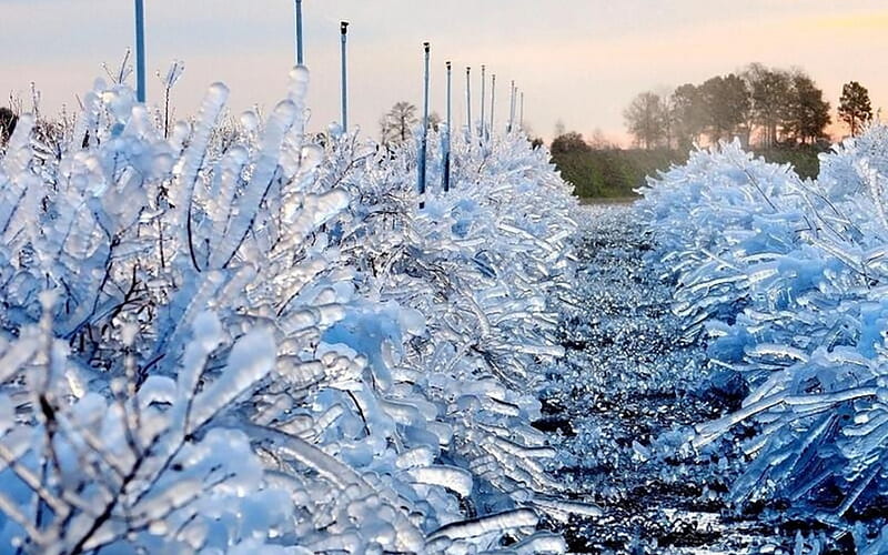 Florida Blueberry Farm, 1-7-2014, florida, snow, nature, winter, landscape, HD wallpaper