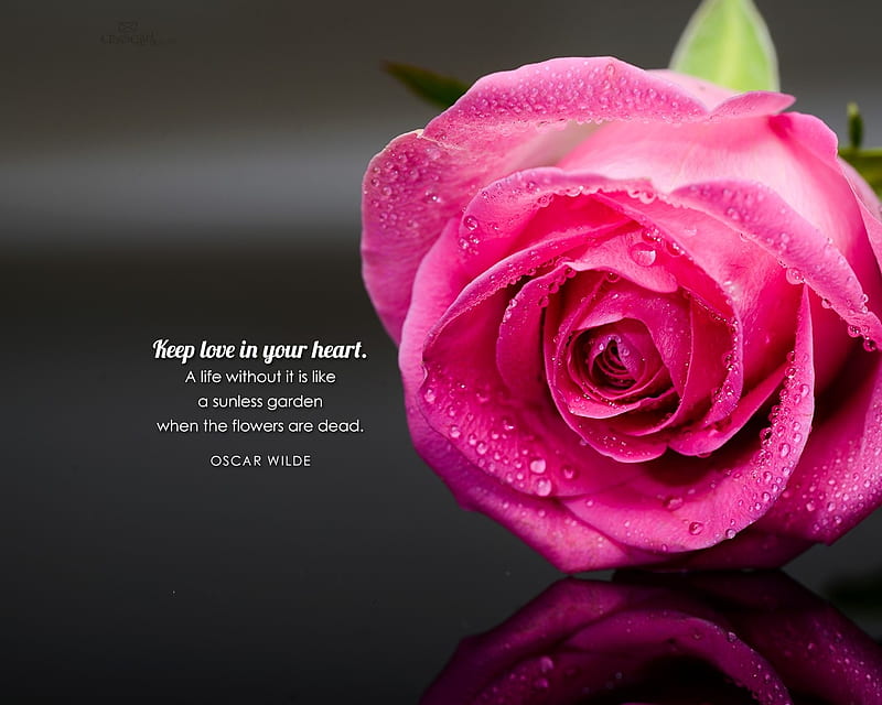 Keep love in your heart, flower, rose, Bible verse, pink, HD wallpaper