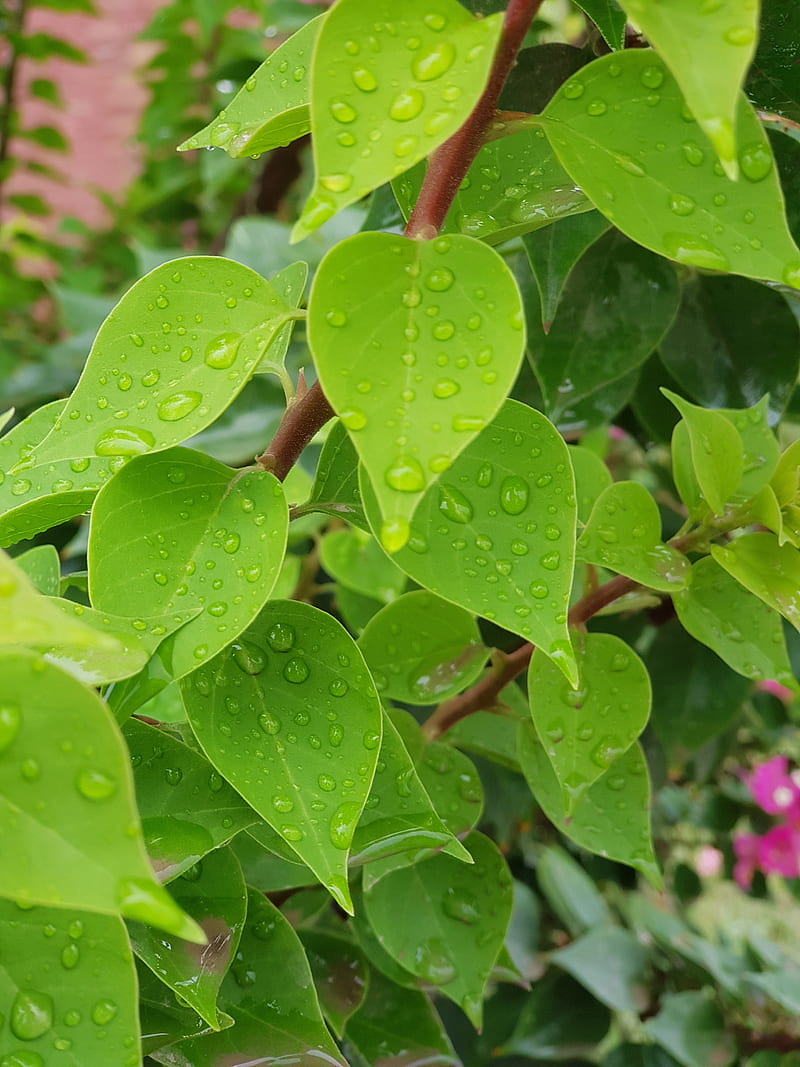Rain Shower Leaves, bonito, dil, effect, pakistan, watery, HD phone wallpaper