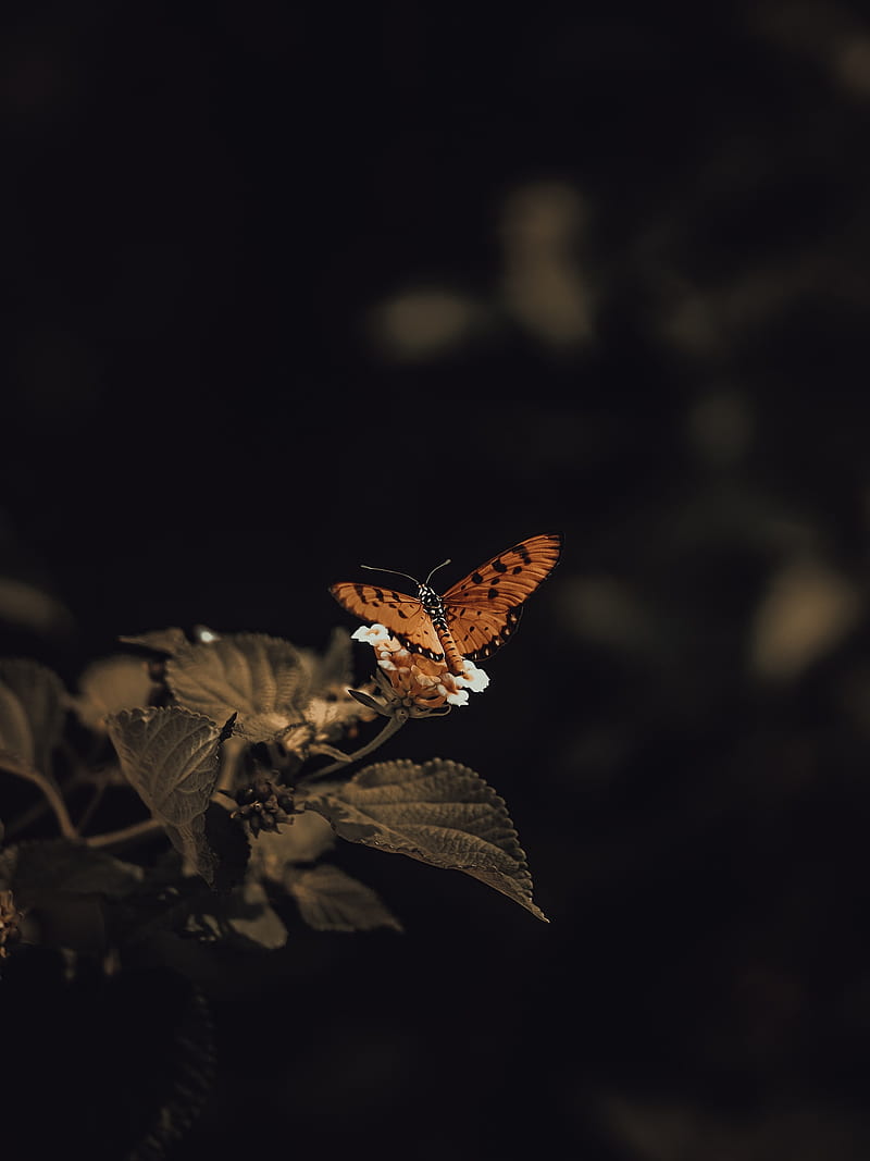 butterfly, insect, leaves, plant, macro, HD phone wallpaper