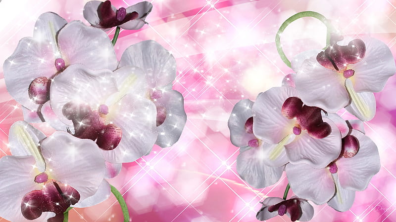 Orchids to Keep, stars, orchids, bokeh, flowers, firefox persona, pink, sparkles, HD wallpaper