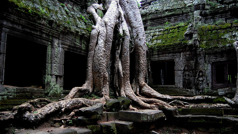 Tree, Earth, Roots, Temples, Religious, Ta Prohm, HD wallpaper