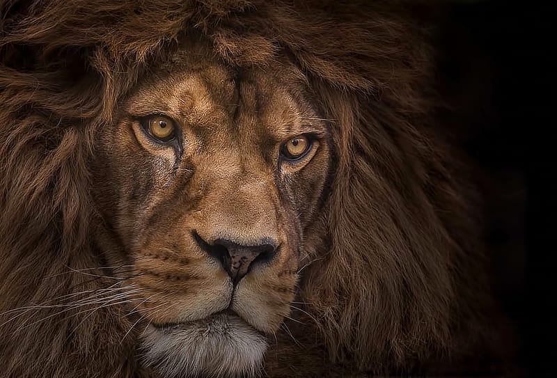 African Lion, lion, african, wild, animal, HD wallpaper