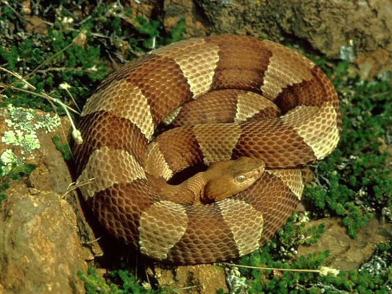 Broad-Banded-Copperhead, copperhead, cool, broad-banded, HD wallpaper