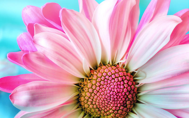 chrysanthemum, close-up, pink chrysanthemum, golden-daisy, HD wallpaper