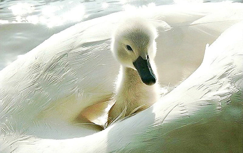 Baby Swan on Her Mother's Back, birds, beauty, nature, swans, HD wallpaper