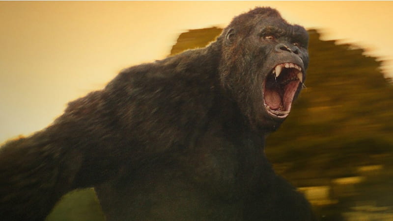 Kong Skull Island Movies Stills, HD wallpaper
