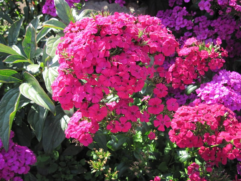 Flowers at the garden in BC 03, red, flowers, green, pink, HD wallpaper ...