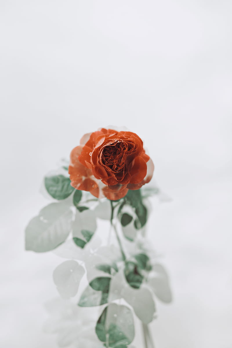 orange rose in bloom close up, HD phone wallpaper