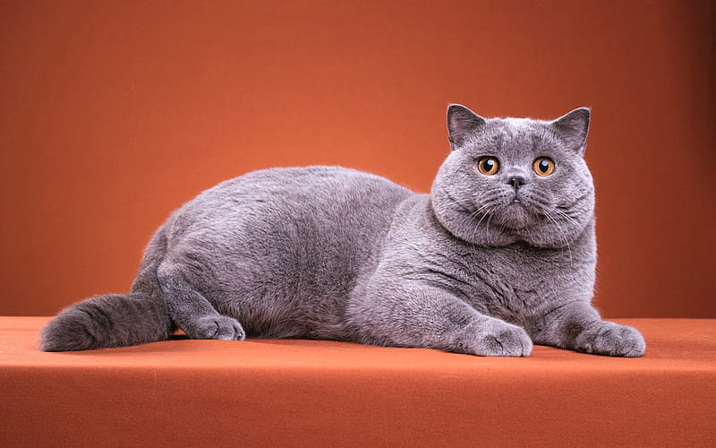 British gray cat, cute animals, cats, pets, short-haired cats, funny cat, HD wallpaper