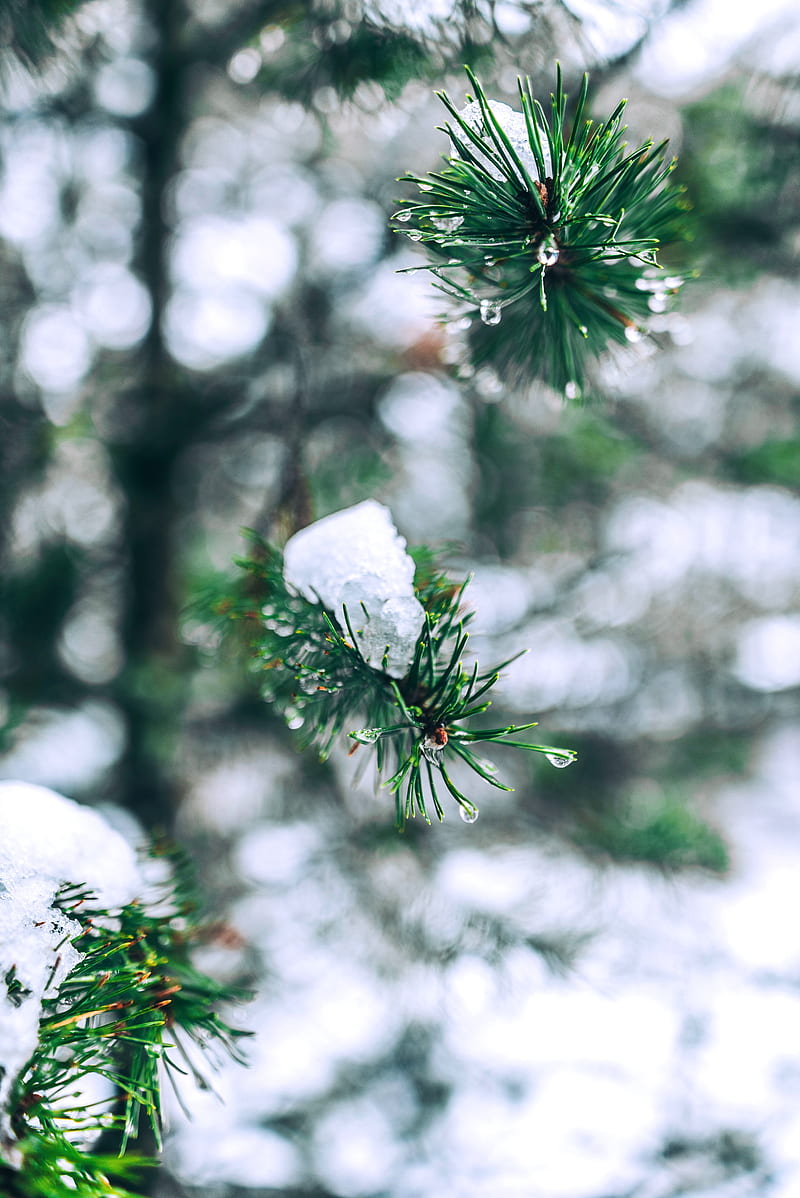 needles, branches, snow, snowy, HD phone wallpaper