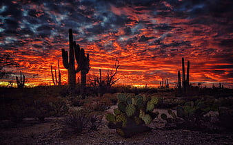 The Sonoran Desert, Southern Arizona, cacti, clouds, sky, sunset, usa ...