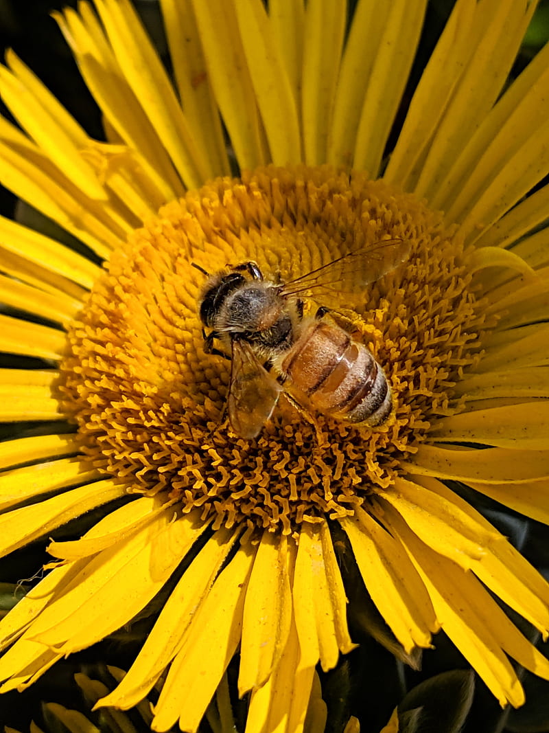 Honey Bee, flower, nature, yellow, HD phone wallpaper