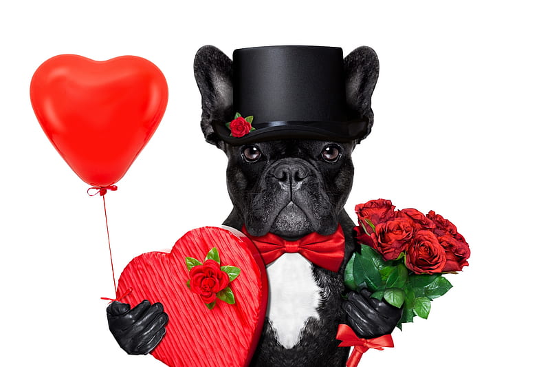 Happy Valentine's Day!, red, romantic, rose, caine, black, valentine, animal, hat, balloon, heart, flower, funny, dog, HD wallpaper
