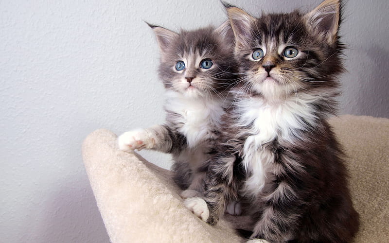 American Curl Cat, kittens cute animals, short-haired cats, gray kittens, HD wallpaper