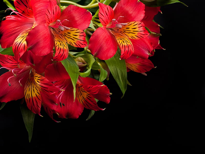 Alstroemeria, rojo, flor, verano, negro, tarjeta, Fondo de pantalla HD |  Peakpx