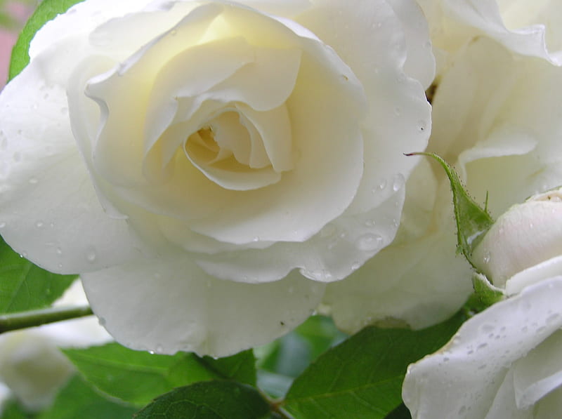 White Rose, thorns, leaves, rose, romance, love, petals, purity, HD wallpaper