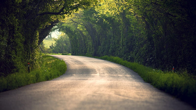 clean road, scenery, trees, plants, Nature, HD wallpaper