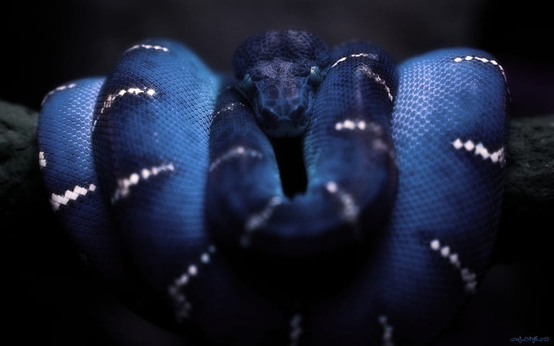 Anaconda, blue, reptile, snake, HD wallpaper