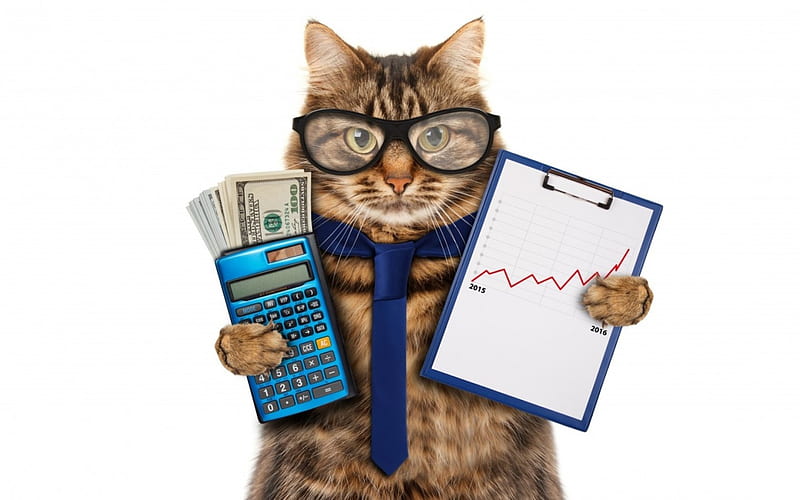 The economist, money, glasses, calculator, economist, cat, creative, animal, graphic, funny, HD wallpaper