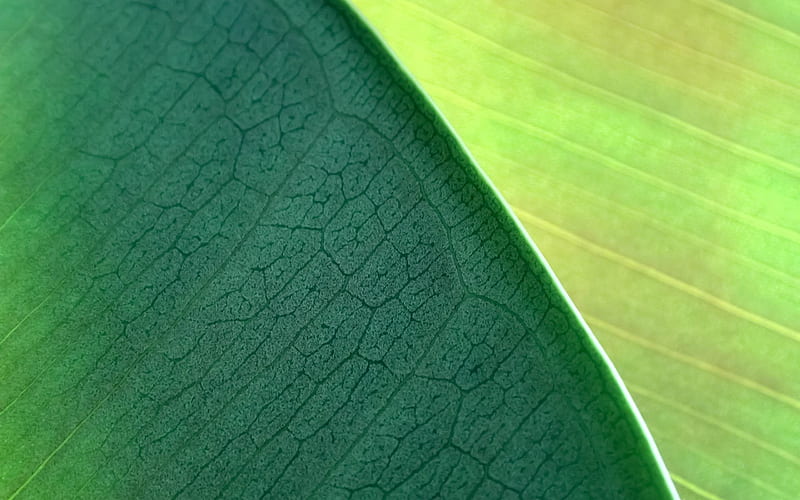 Green leaves-MAC OS X Mountain Lion, HD wallpaper