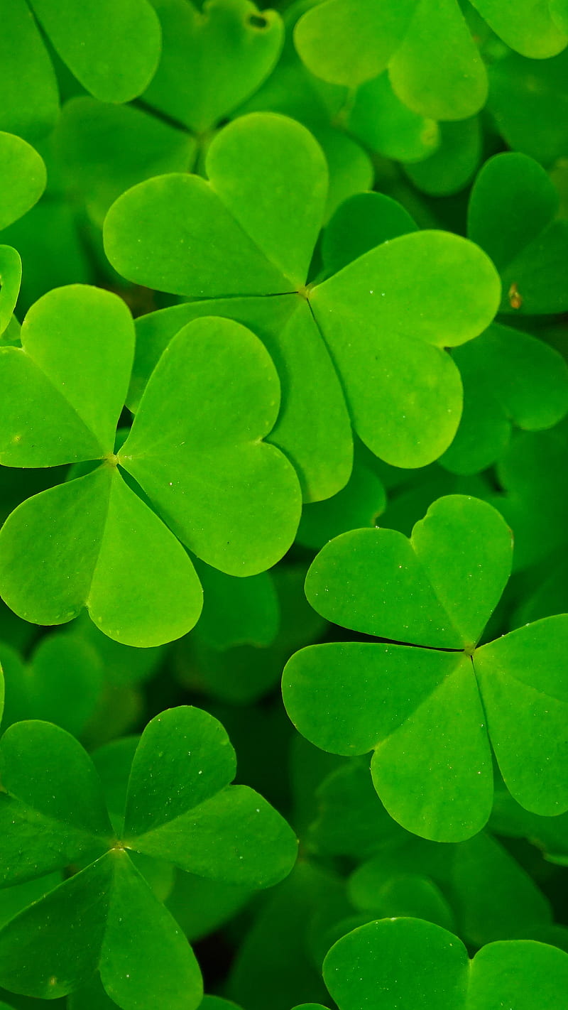 Lucky Clover, green, ireland, irish, leaf, leaves, nature, shamrock,  stpatrick, HD phone wallpaper | Peakpx