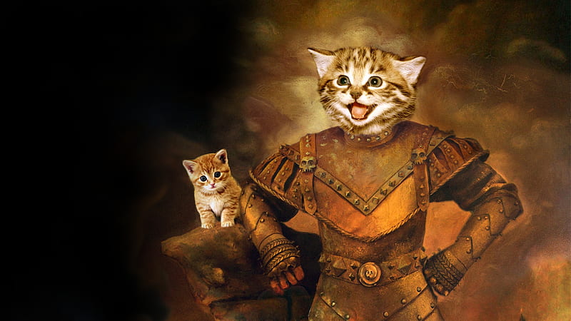 Sir Catalot, funny, humour, cats, animals, HD wallpaper
