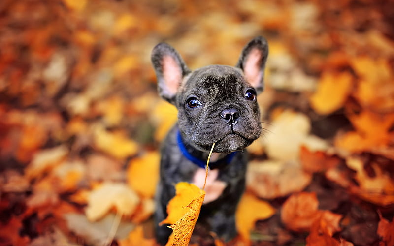 small French bulldog, autumn, yellow leaf, small black dog, puppy, pets, bulldogs, dogs, HD wallpaper