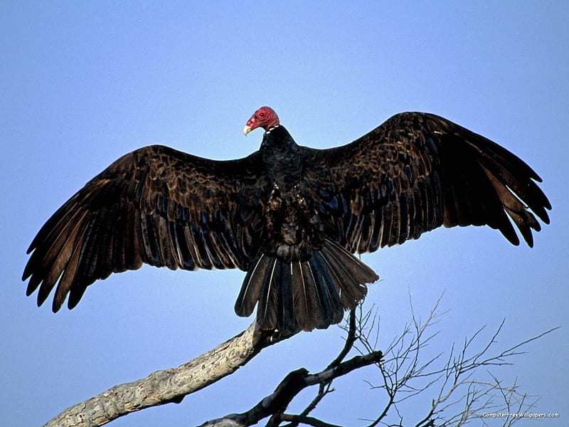 Turkey Vulture , vulture, turkey, HD wallpaper