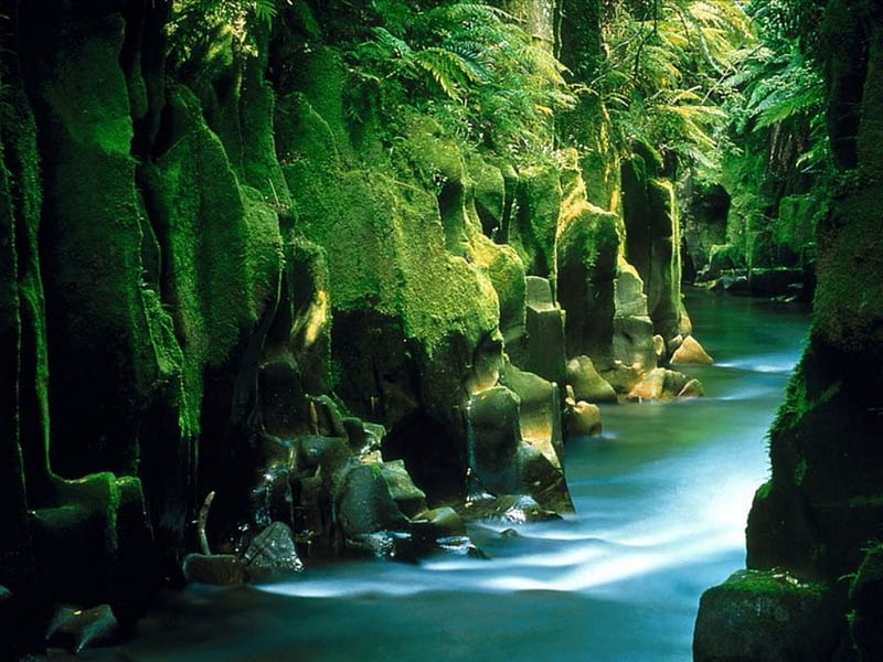 Te Whaiti Nui A Toi Canyon Whirinaki Forest North Island New Zealand, nature, river, landscape, HD wallpaper
