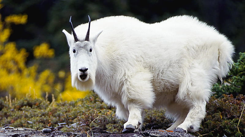 mountain goat, animals, HD wallpaper