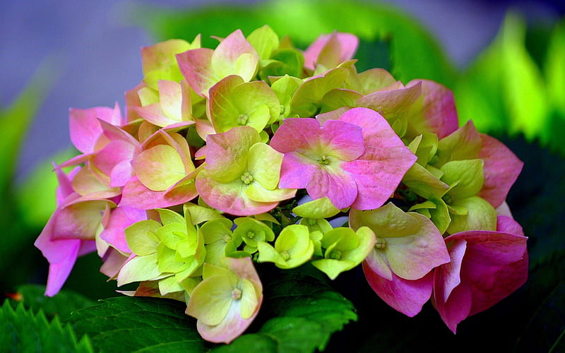 *** Hydrangea flower ***, hydrangea, green, flower, flowers, nature, pink, HD wallpaper