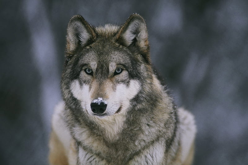 Nature Wolf Closeup, wild, grey wolf, wolf, wolves, animal, HD wallpaper