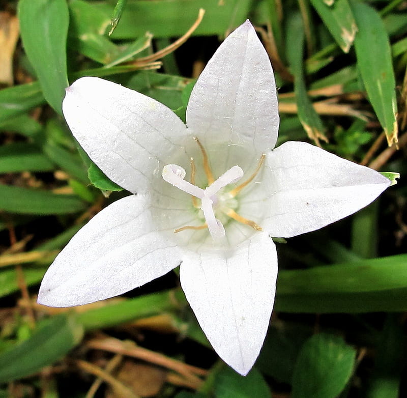 Flor blanca, flor, pura, naturaleza, blanca, Fondo de pantalla HD | Peakpx