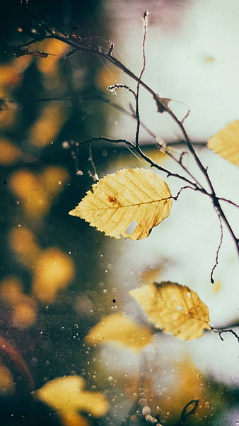 Fall Leaves, fall, leaves, HD phone wallpaper | Peakpx