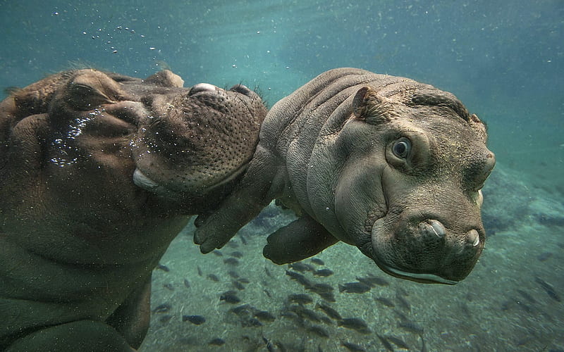 under water, baby, hippos, mom, HD wallpaper