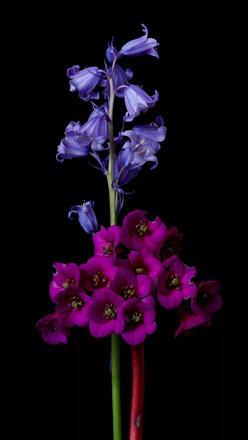 Rosa y morado, negro, oscuro, flor, flores, naturaleza, Fondo de pantalla  de teléfono HD | Peakpx