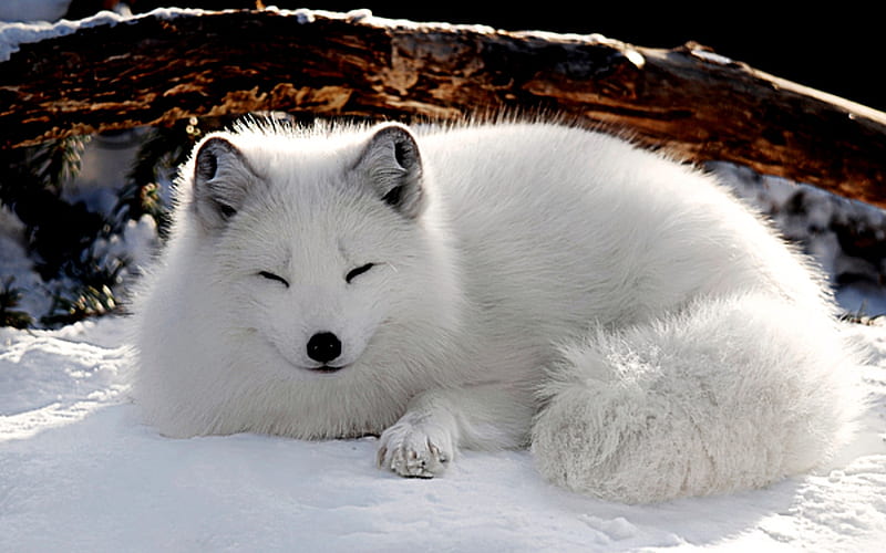 Snow Fox, White, Fox, Snow, Animals, Cold, HD wallpaper