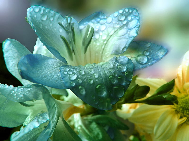 Цветок аква. Aqua Flowers. Aqua Flowers фото. Other Flowers Aqua.