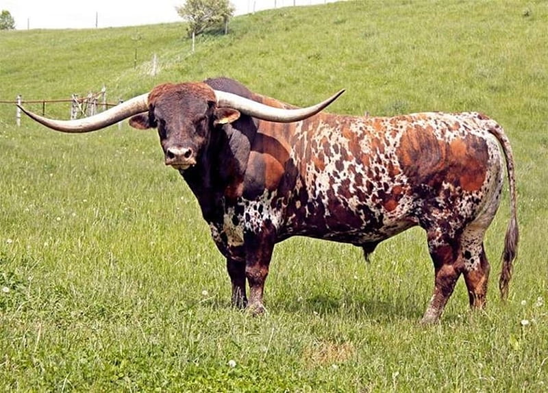 Be Your Own Kind Of Beautiful (‾◡◝ ), Cow, Brown, Speckled, Field, Longhorns, Beefy, HD wallpaper