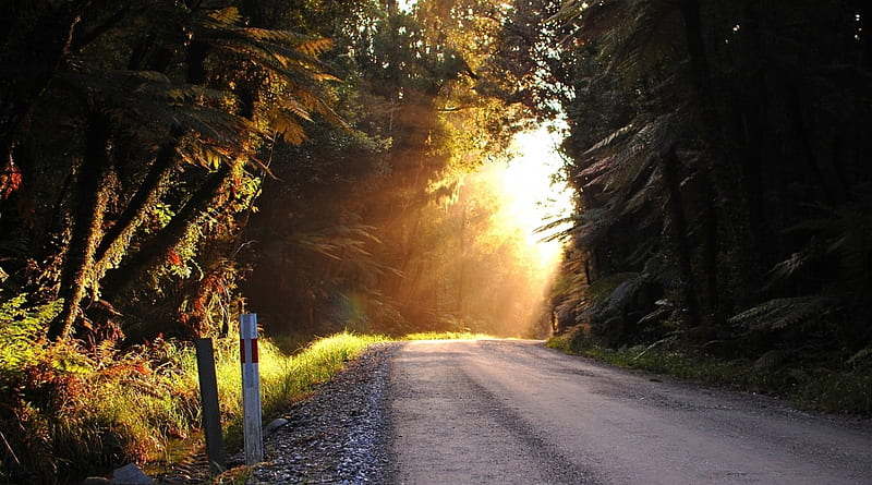 sun shining on a gravel road, forest, rays, sunshine, road, gravel, HD wallpaper