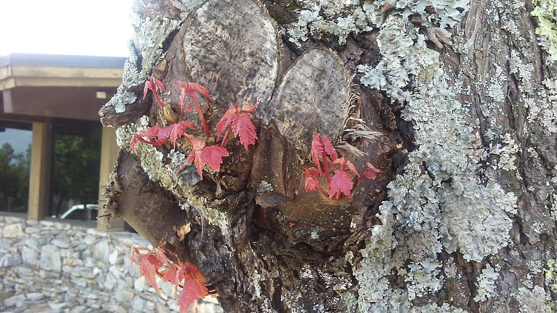 Tree stump, moss, red, cool, trees, HD wallpaper