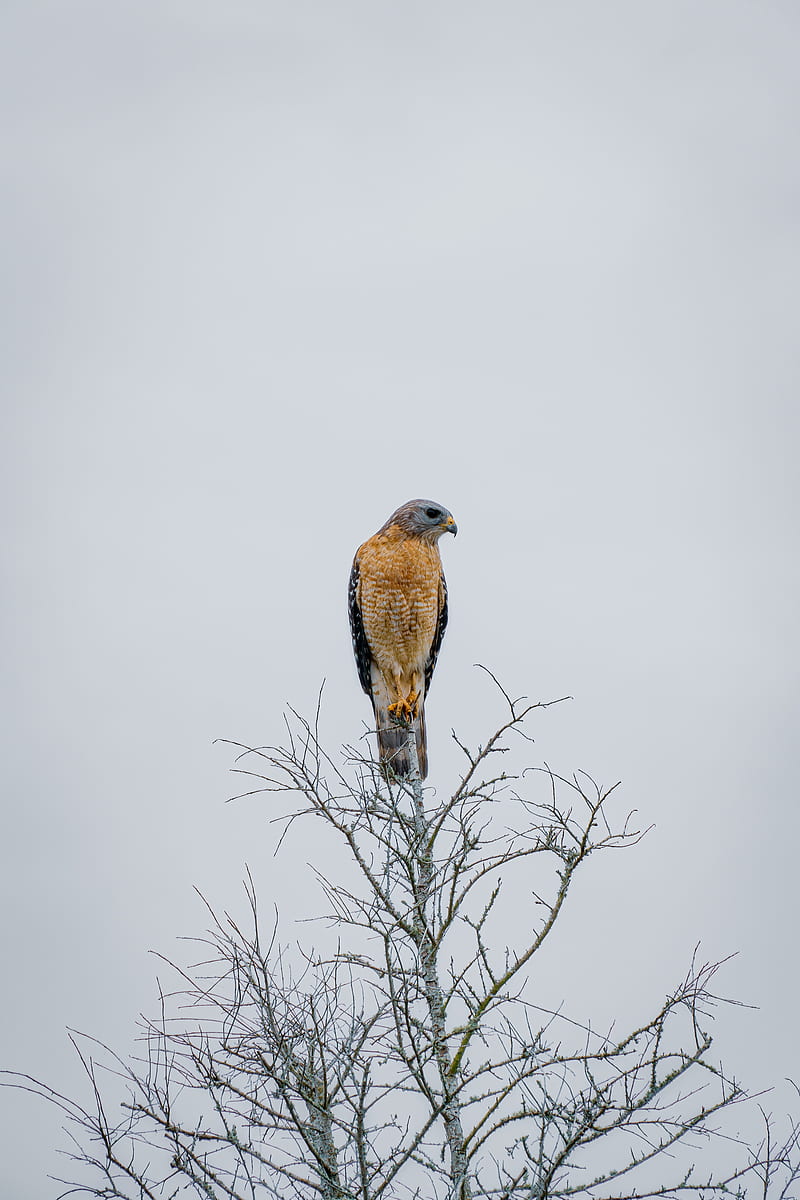 falcon, bird, beak, branches, tree, HD phone wallpaper