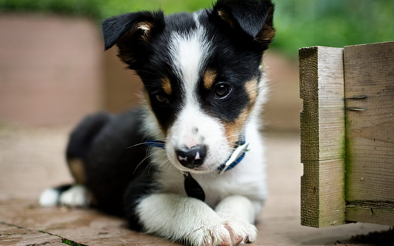Border Collie, puppy, cute animals, close-up, black border collie, dogs, Border Collie Dog, HD wallpaper