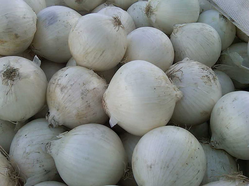 white onions, onions, white, idaho, sweet, HD wallpaper